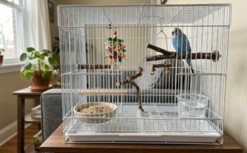 Best Bird Cage Setup for Beginners