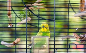 How to Choose the Right Bird Cage Size