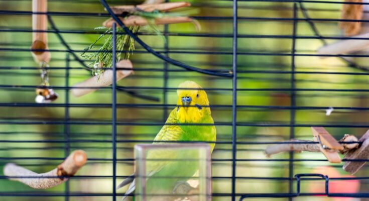 How to Choose the Right Bird Cage Size