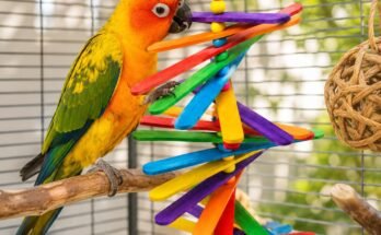 Best Bird Toys to Prevent Boredom