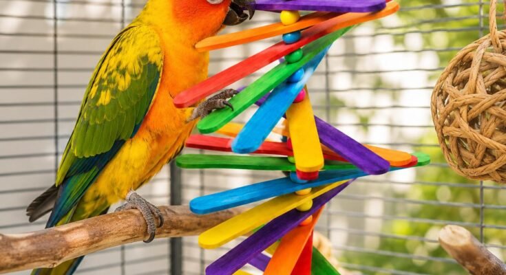 Best Bird Toys to Prevent Boredom