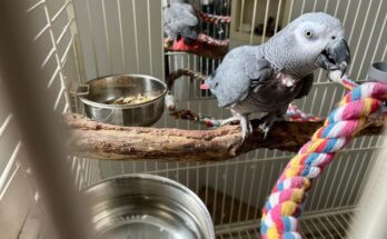 Best Cage Accessories for Pet Birds