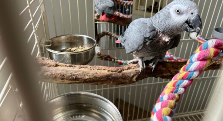 Best Cage Accessories for Pet Birds