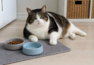 Best Diet for Overweight Indoor Cats