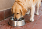How Much Water Should a Dog Drink Daily? A Complete Guide for Pet Owners