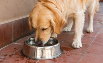 How Much Water Should a Dog Drink Daily? A Complete Guide for Pet Owners