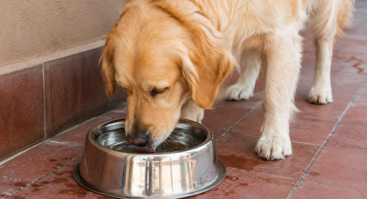 How Much Water Should a Dog Drink Daily? A Complete Guide for Pet Owners