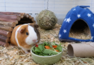 How to Keep a Guinea Pig Happy Indoors