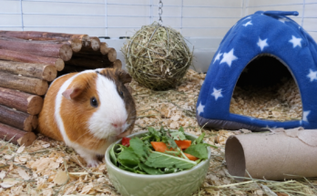 How to Keep a Guinea Pig Happy Indoors