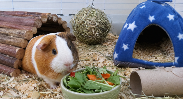 How to Keep a Guinea Pig Happy Indoors
