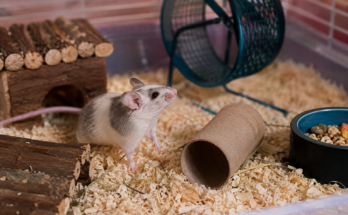 Beginner Guide to Caring for Pet Mice