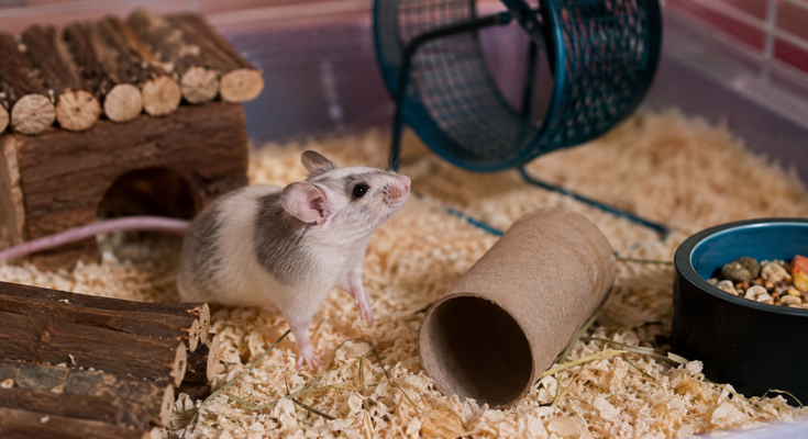 Beginner Guide to Caring for Pet Mice