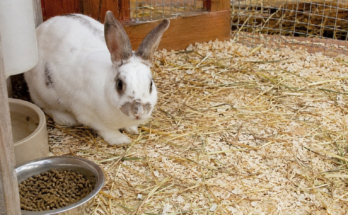 Best Bedding for Pet Rabbits in Summer