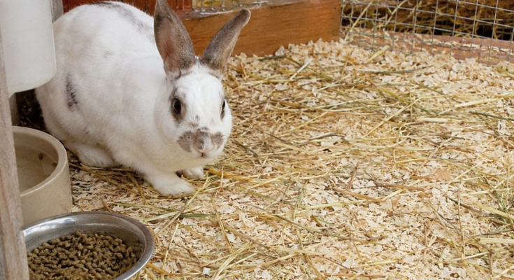 Best Bedding for Pet Rabbits in Summer