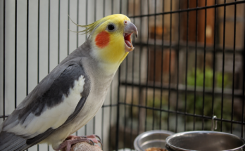 Why Do Pet Birds Scream So Much? Understanding the Real Reasons Behind Loud Bird Behavior