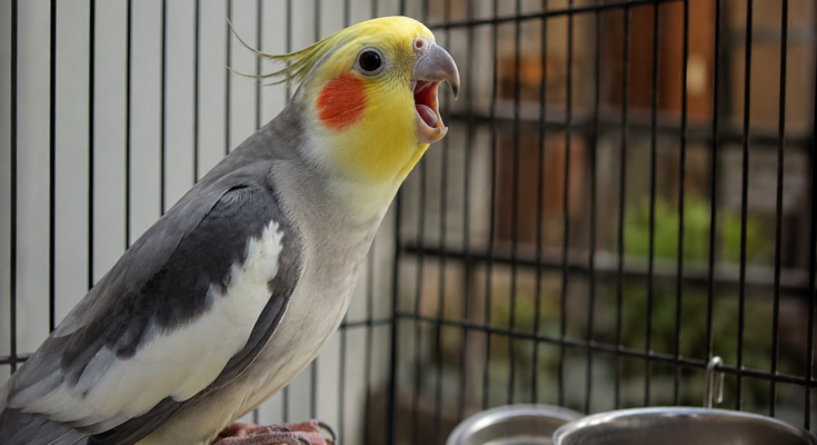 Why Do Pet Birds Scream So Much? Understanding the Real Reasons Behind Loud Bird Behavior