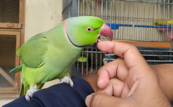 How to Stop a Bird From Biting