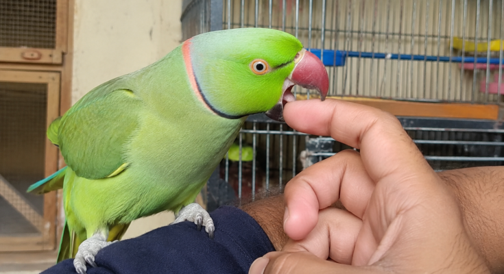 How to Stop a Bird From Biting