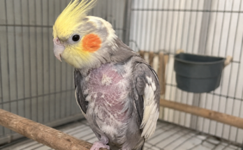 Why Do Birds Pluck Their Feathers? Causes, Treatment, and Prevention