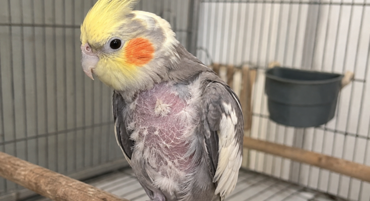 Why Do Birds Pluck Their Feathers? Causes, Treatment, and Prevention