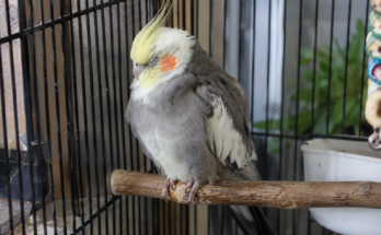 How to Recognize Stress in Pet Birds