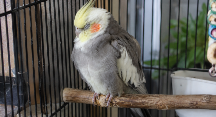 How to Recognize Stress in Pet Birds