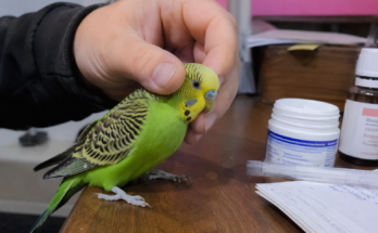 Common Health Problems in Pet Birds