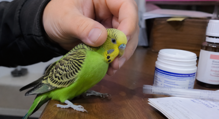 Common Health Problems in Pet Birds