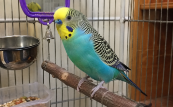 Budgie Care Guide for Beginners: Everything You Need to Know