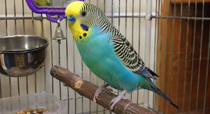 Budgie Care Guide for Beginners: Everything You Need to Know