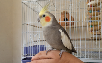 Cockatiel Care Guide for Beginners