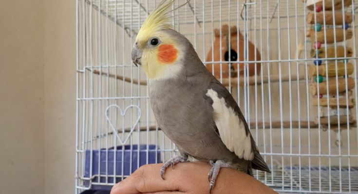 Cockatiel Care Guide for Beginners