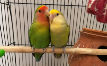 Lovebird Care Guide for Beginners