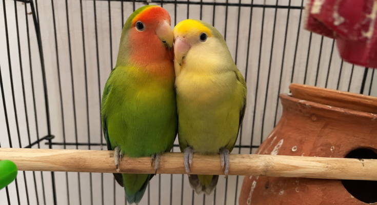Lovebird Care Guide for Beginners