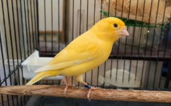 Canary Care Guide for Beginners
