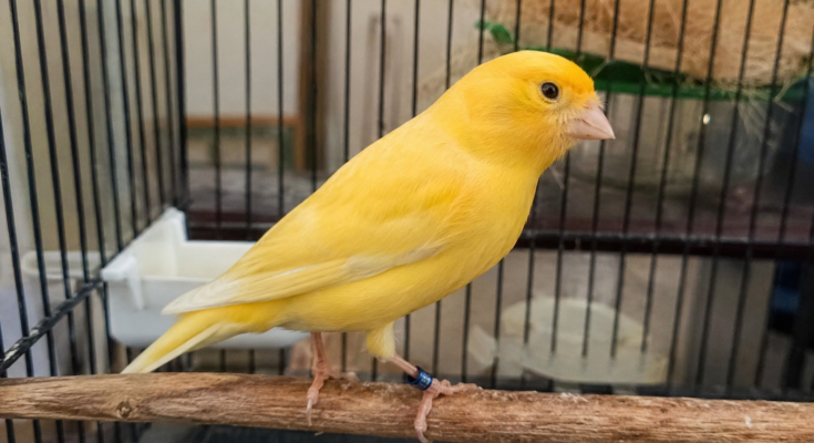 Canary Care Guide for Beginners
