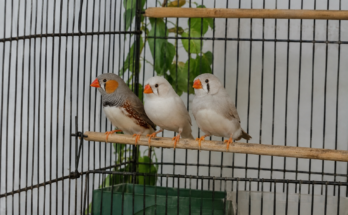 Finch Care Guide for Beginners