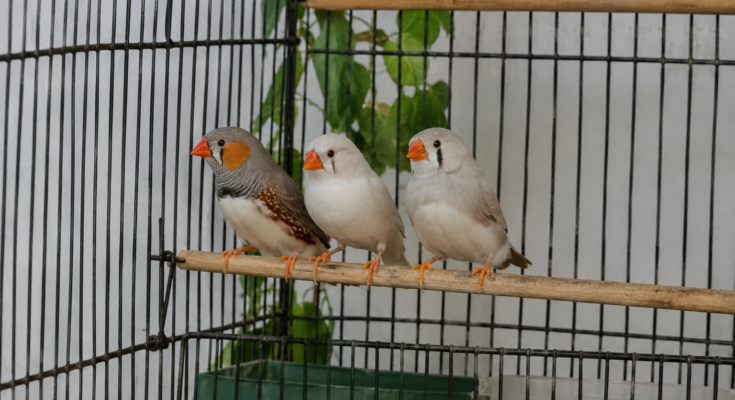 Finch Care Guide for Beginners